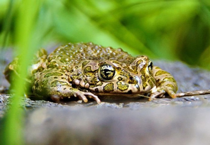 Wechselkr&ouml;te mit typischer F&auml;rbung