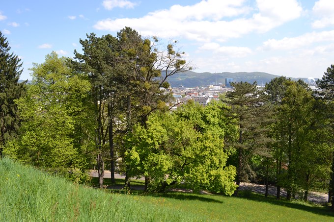 Baumbestand entlang einer Straße