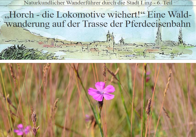 Grafisch gestalteter Titel der Wanderung und Foto von Steinnelke, rosa blühend.