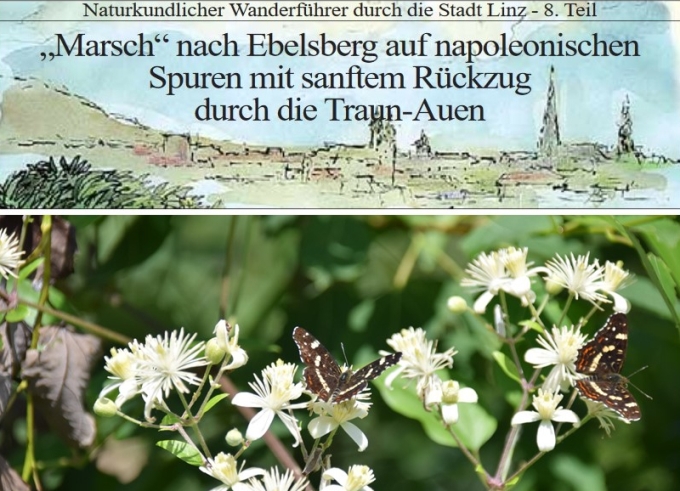 Grafisch gestalteter Titel der Wanderung und Foto von Schmetterlingen auf blühender Waldrebe.