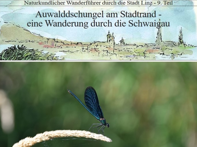 Grafisch gestalteter Titel der Wanderung und Foto einer blauen Prachtlibelle auf Grashalm sitzend.
