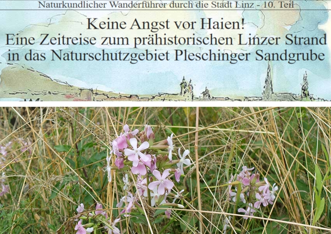 Grafisch gestalteter Titel der Wanderung und Foto von rosa blühendem Seifenkraut in Wiese.