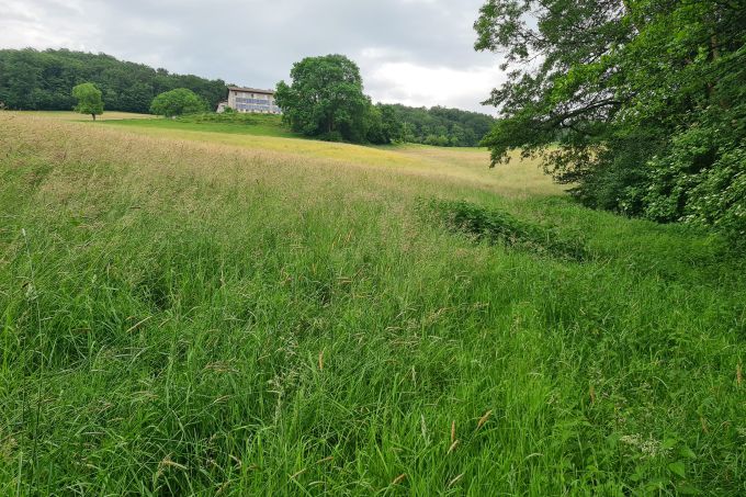 Foto: Tobias Köstl artenarme Wiese, im Hintergrund ein Gebäude und Bäume