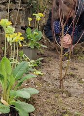 Kinder pflanzen Sträucher und Schlüsselblumen.