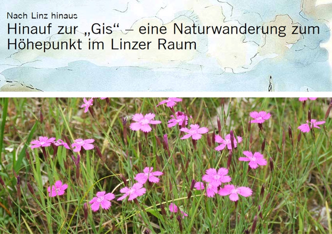 Grafisch gestalteter Titel der Wanderung und Foto von rosa blühenden Steinnelken.