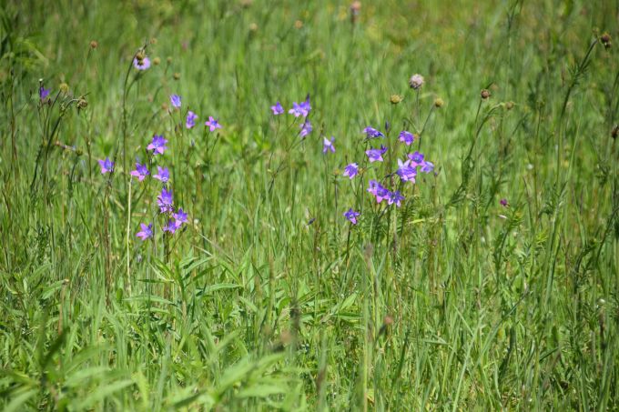Wiese mit Glockenblumen