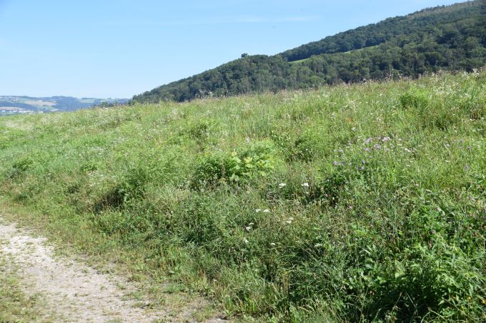 Wiesenböschung mit hoher Pflanzenvielfalt
