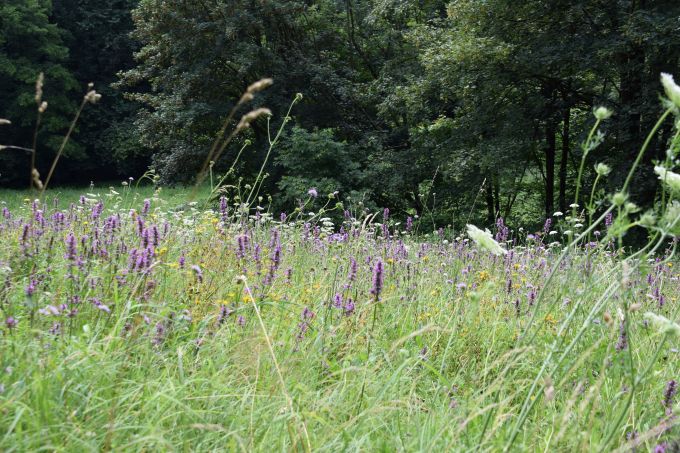 Artenreiche Wiese im Übergang zum Gehölzbestand