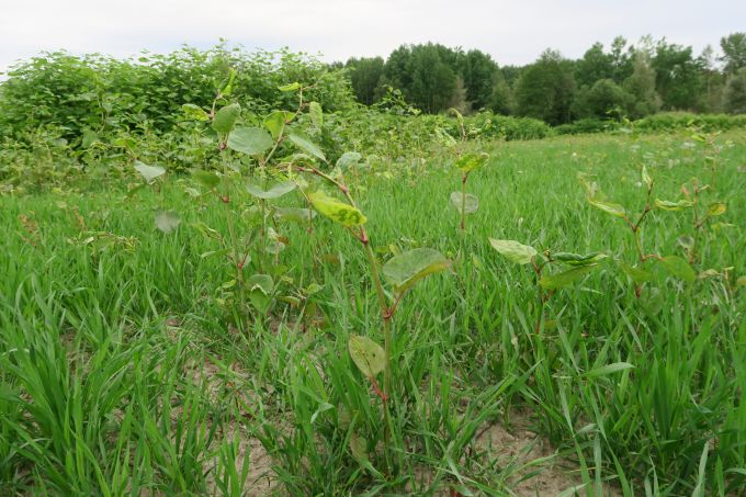 Japanischer Staudenknöterich auf Acker