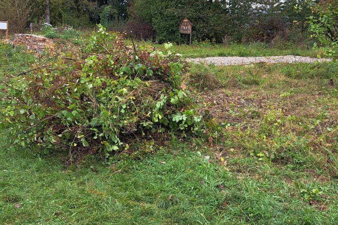 Foto: Guddrun Fuß Ein Kratzbeerenbestand wurde hier entfernt.