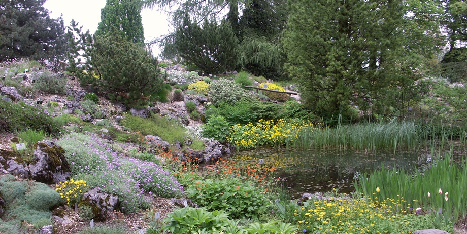 Blilck in das blühende Alpinum