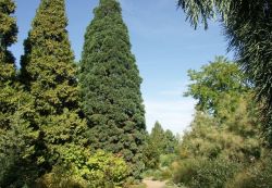 Die Größe eines Mammutbaumes ist beeindruckend.