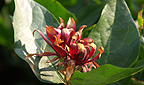 Amerikanische Gehoelze - Calycanthus floridus L - Gewürzstrauch