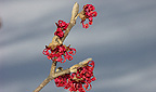 Hamamelis