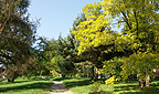 Arboretum