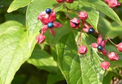 auffällige Früchte vom Losbaum: blaue, kugelige Beeren sitzen auf roten Kelchen