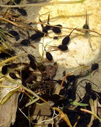 Kaulquappen im seichten Wasser