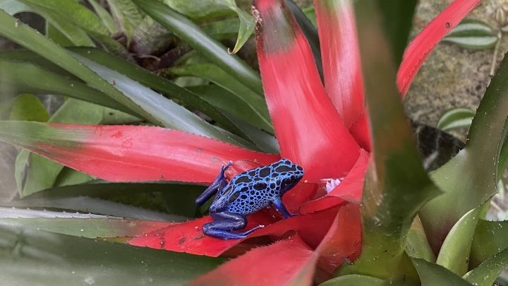 Ein blauer Pfeilgiftfrosch sitzt auf einer rotblättrigen Bromelie.