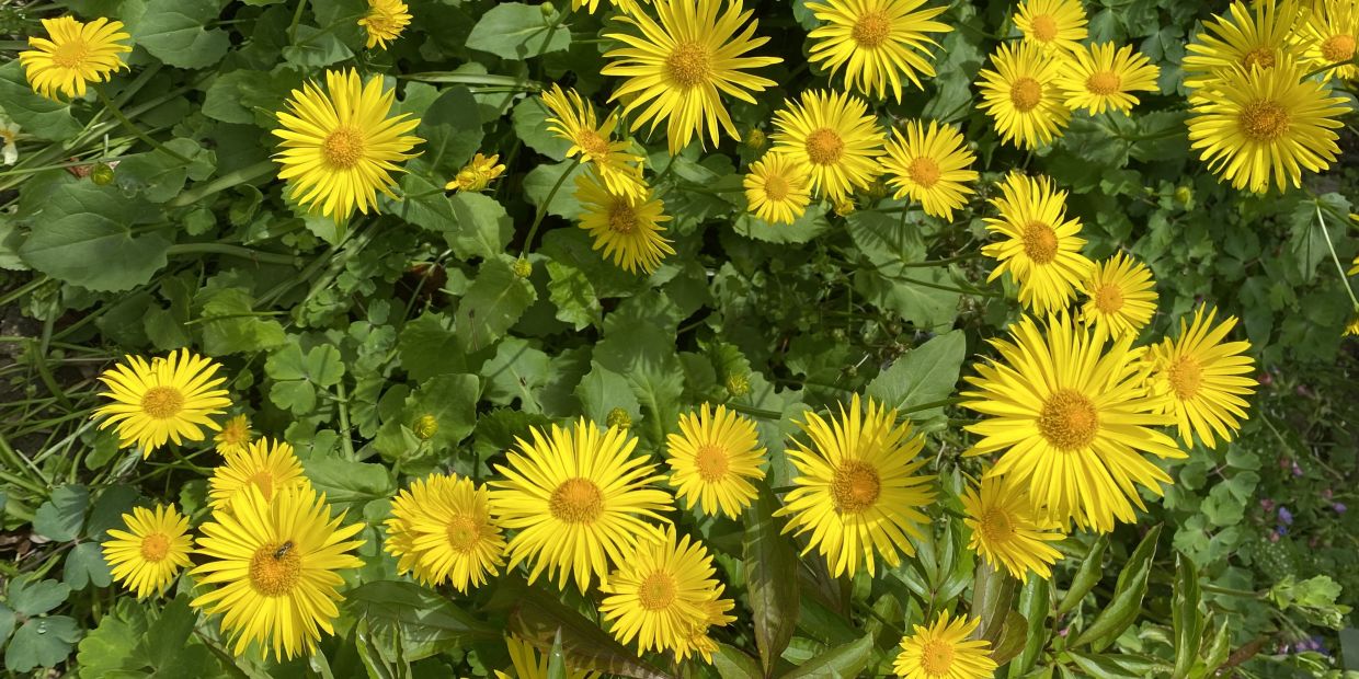 Gemswurz, gelbe, sternenförmige Blüten