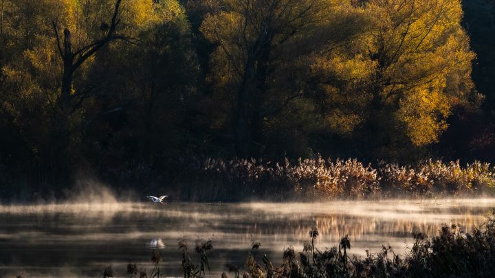 Aulandschaft im Herbst