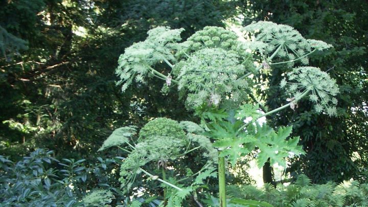 hoher Blütenstand der Herkulesstaude