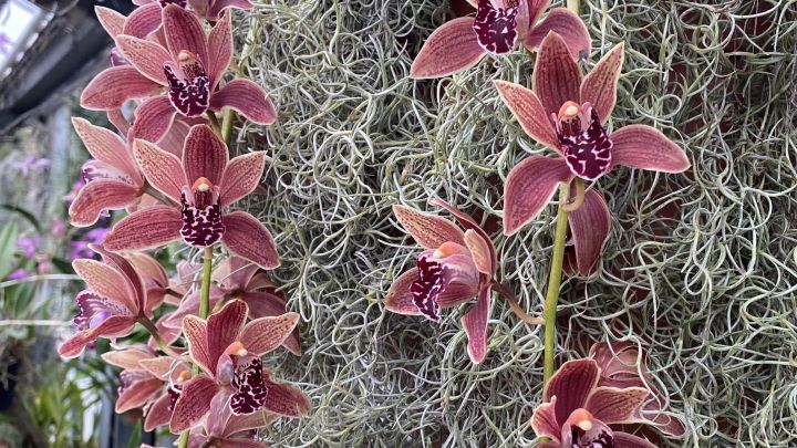 rostrote Orchidee zwischen Tillandsien