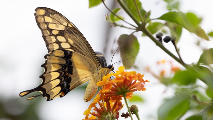 ein Schwalbenschwanz-Schmetterling auf einer Blüte sitzend