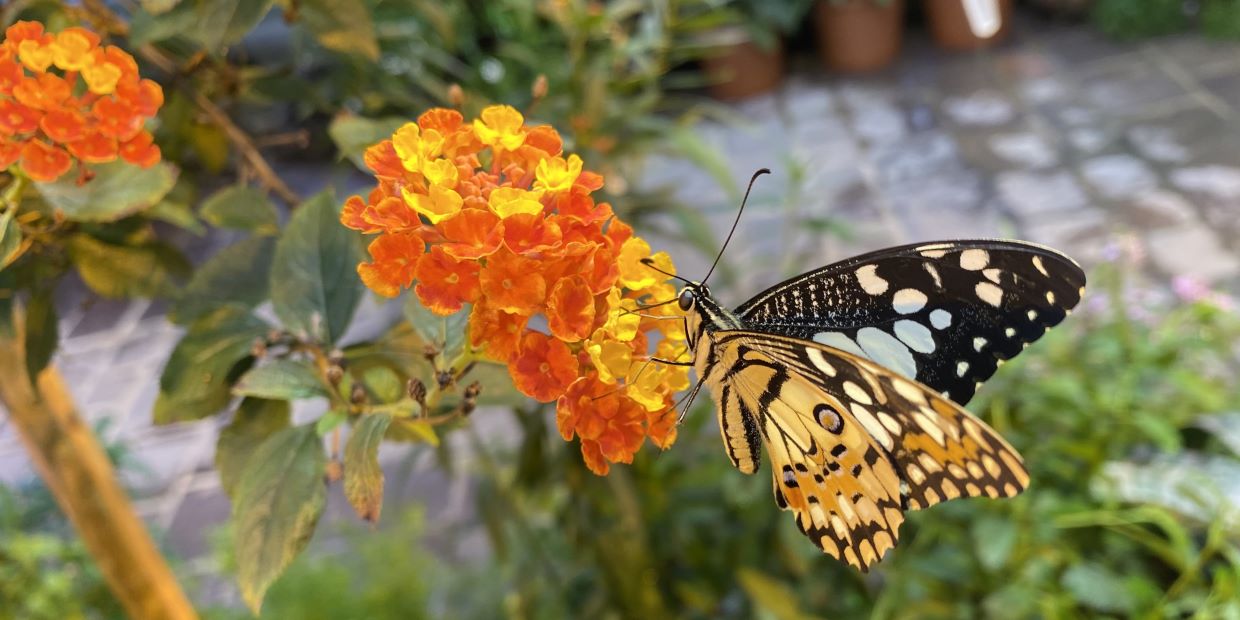 Schmetterling an Futterpflanze