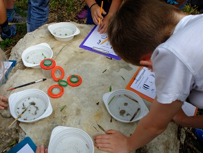 Kinder beim Bestimmen von Pflanzen und Tieren aus dem Bach