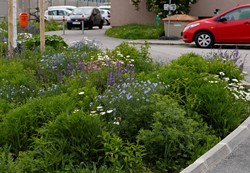 buntes, reich blühendes Staudenbeet