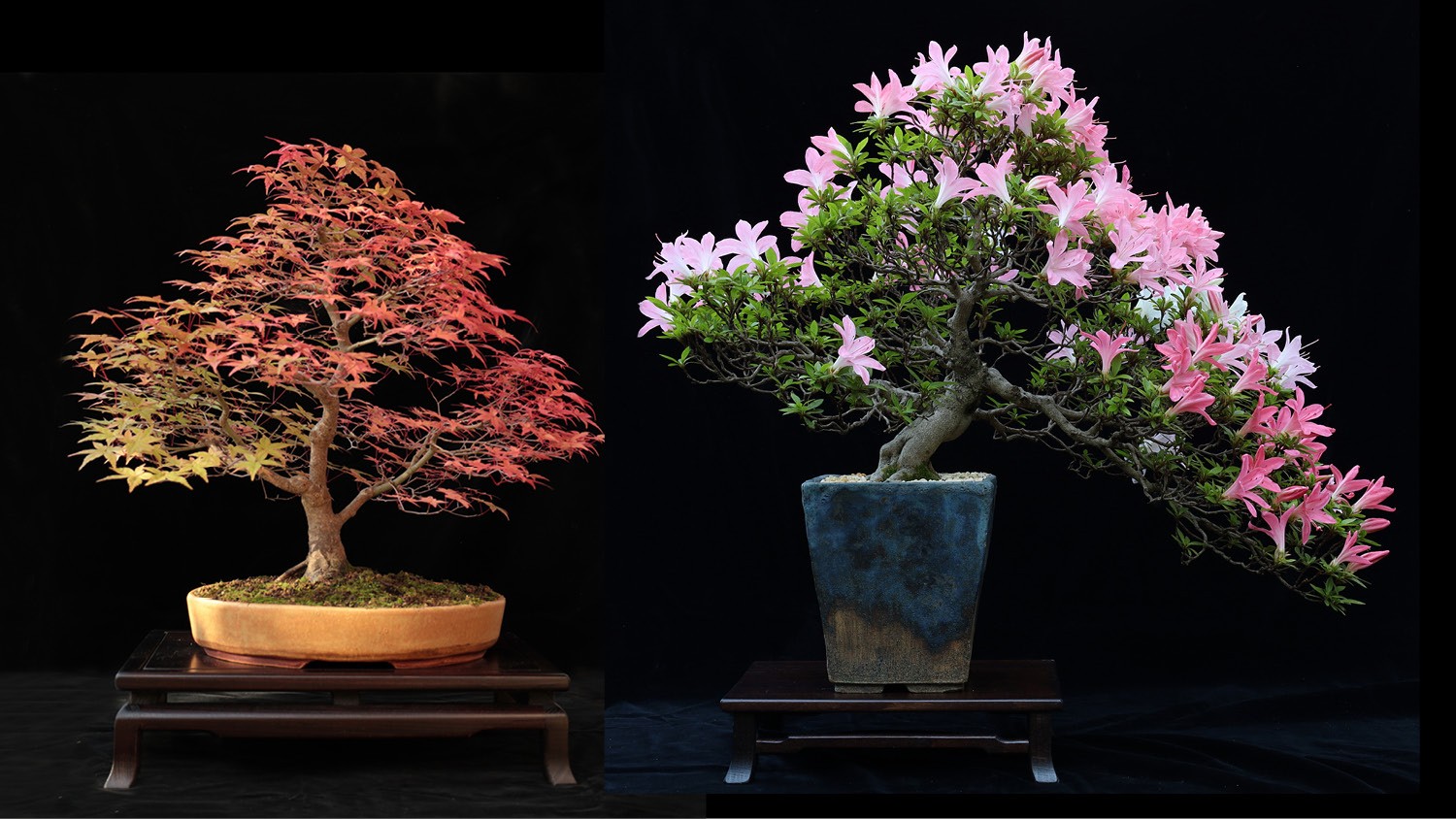 Zwei Bonsai in Schalen, einer davon mit üppigen, rosa Blüten.