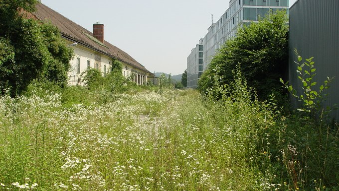 Auf der Brachfläche zwischen Gebäuden steht hohes Gras, geschmückt mit weiß blühendem Berufskraut und Goldrute.