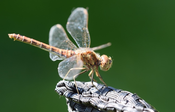 Libelle auf Lehne eines Korbsessels sitzend