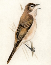 Zeichnung: Drosselrohrsänger auf Schilfhalm sitzend