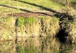 In der Steilwand am Ufer sind die Einfluglöcher zu den Eisvogel-Nestern gut sichtbar.