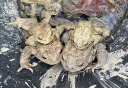 Erdkröten warten im Kübel auf ihren Transport über die Straße.