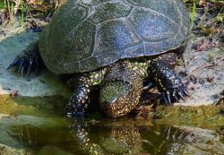 Europäische Sumpfschildkröte am Teichrand