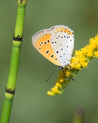 Großer Feuerfalter, ein weiß-orange gefärbter Falter mit schwarzen Punkten, sitzt auf gelber Blüte.