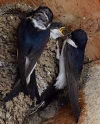 Mehlschwalben am Nest