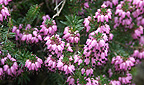 Heidegarten - Erica carnea
