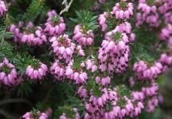 rosa Blüten der Schneeheide, die dicht an dicht sitzen