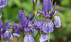 Iris sibirica