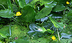 Einheimische Flora - Nuphar lutea