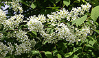 Prunus padus
