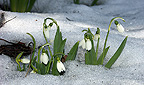 Schneeglöckchen
