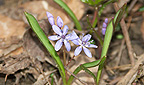 Scilla biflora