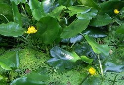 Die gelbe Seerose (Nuphar lutea) ist eine heimische Wasserpflanze.