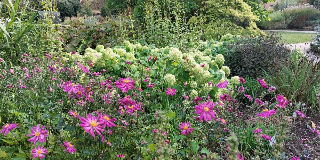 Ein Blick über die Staudenbeete mit verschiedenen Gräsern und Blüten.