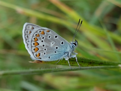 Kleiner Schmetterling, ein Hauhechelbläuling, auf Gras sitzend.