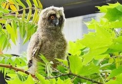 Die junge Waldohreule hat noch ihre Flaumfedern und erkundet mit großen Augen die Umgebung.